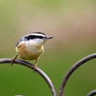 Red Breasted Nuthatch